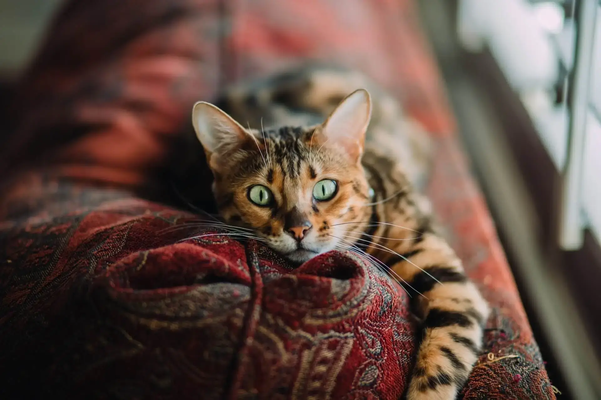 getigerte katze liegt drinnen auf dunkelrotem stoff und schaut in die kamera