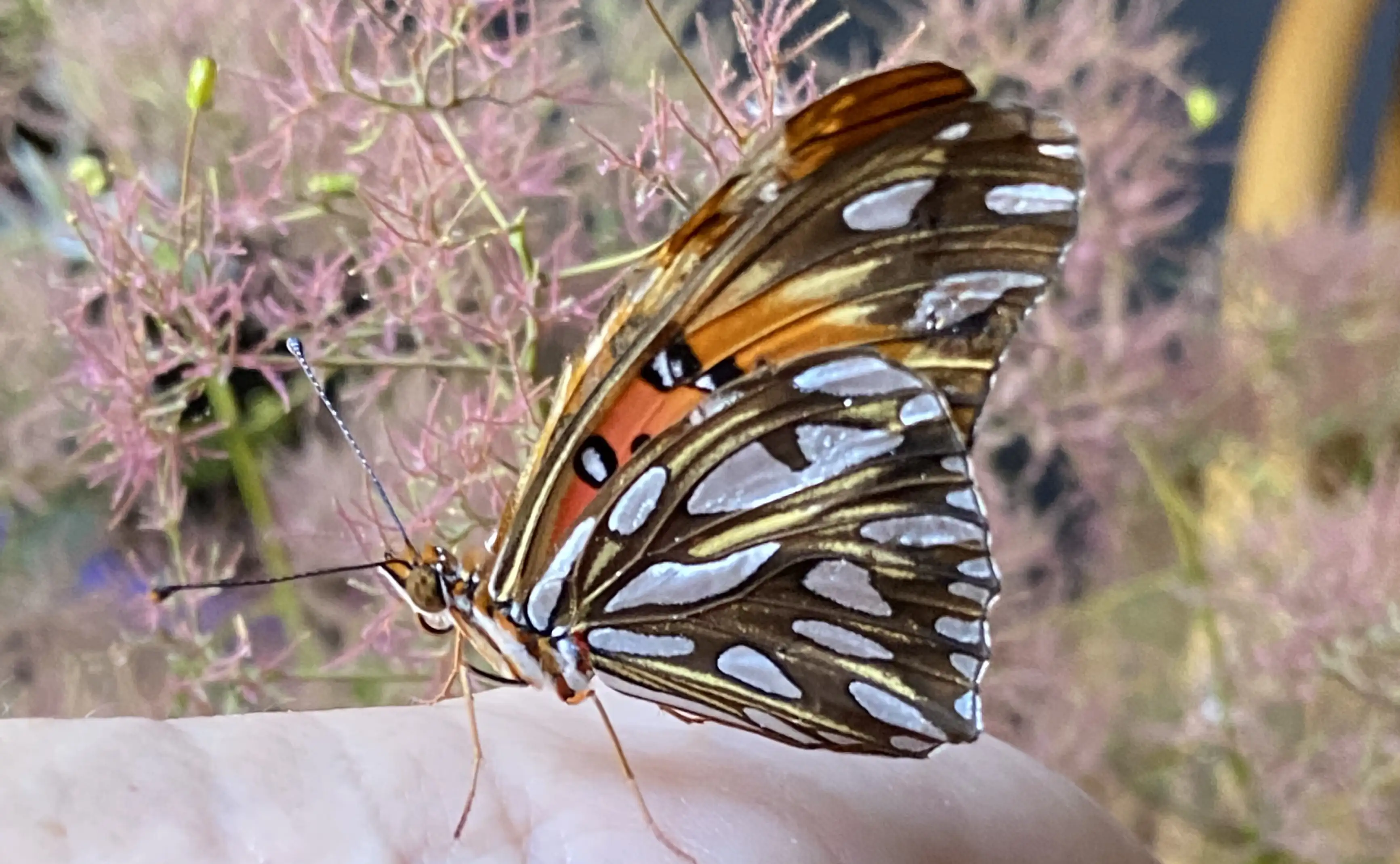 Mariposa posada sobre una mano con fondo floral difuminado para composición natural y estética orgánica.