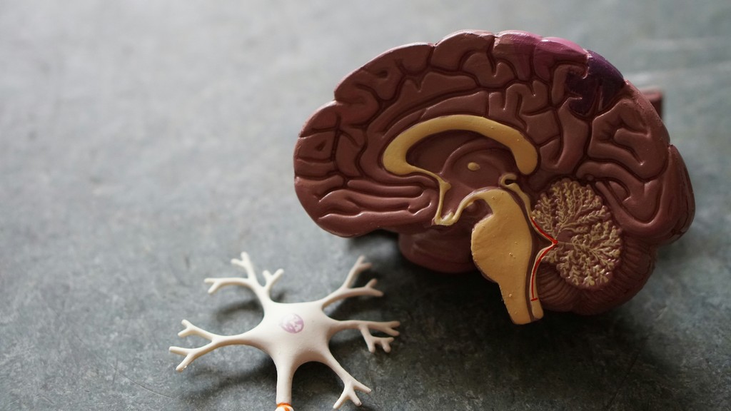 A detailed anatomical model of a human brain, showing cross-sectional structures, placed next to a model of a neuron, illustrating the complexity of the brain and the nervous system.