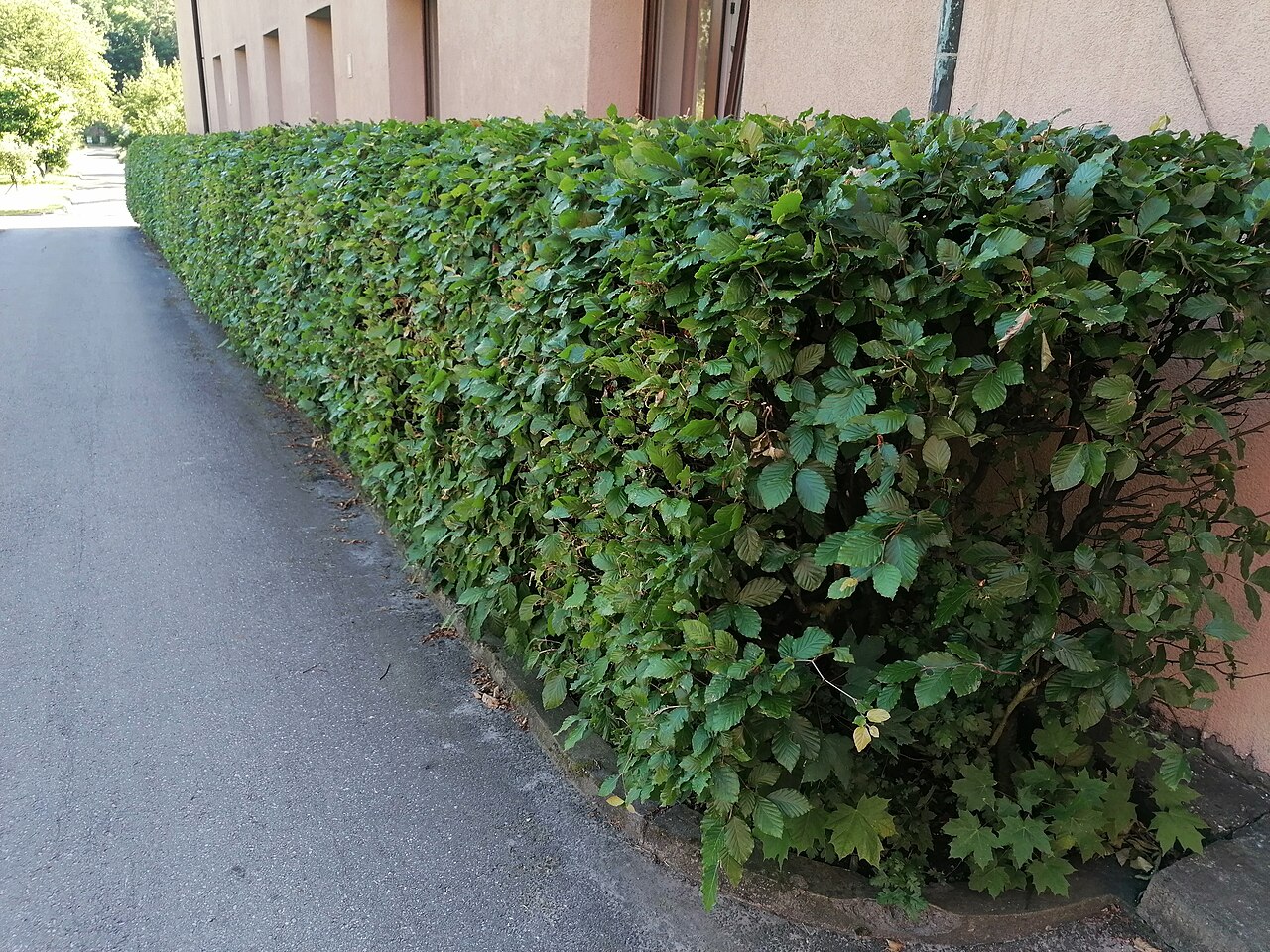 Haie de hêtre commun avec son feuillage d’été, à Katowice. Fagus sylvatica.