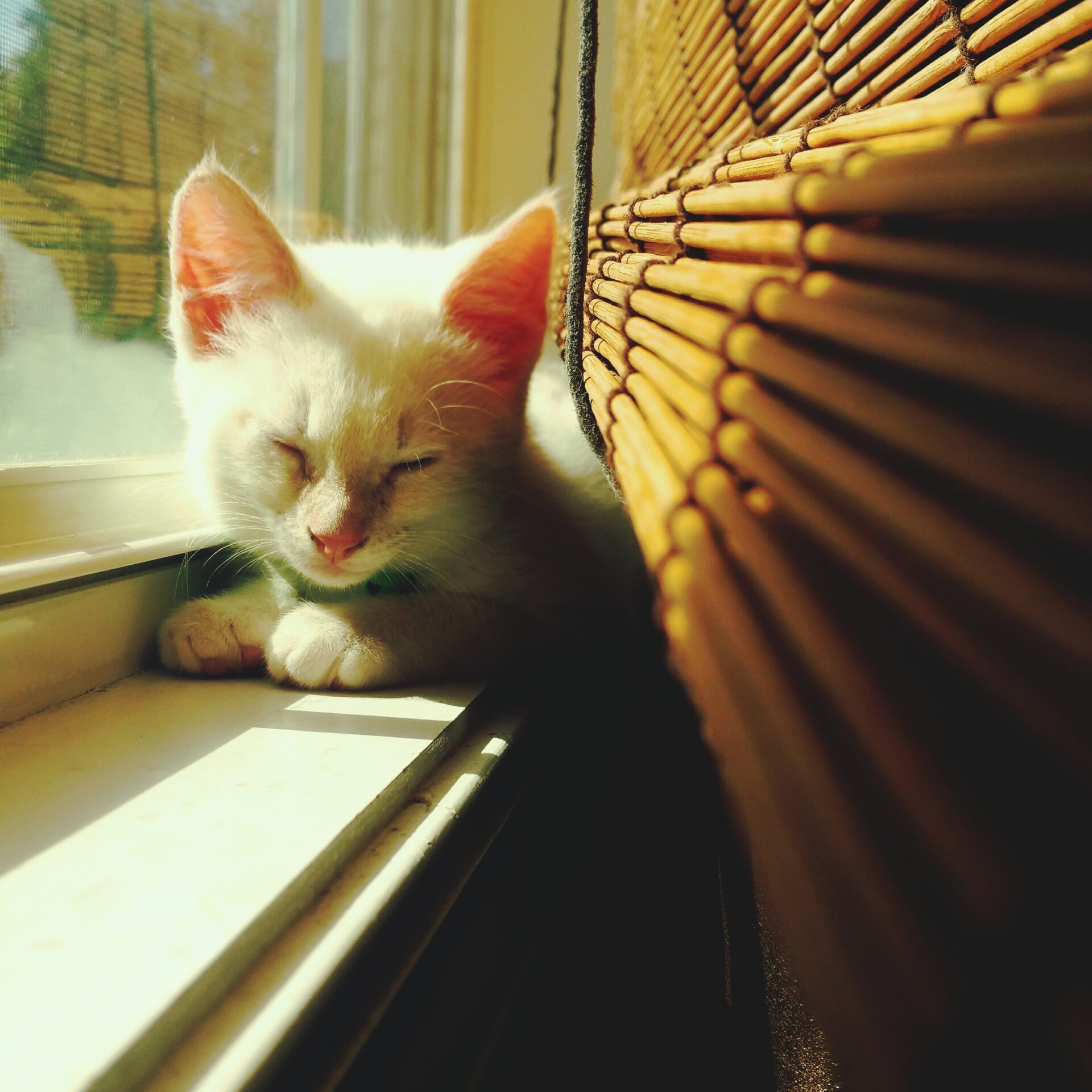Cat sleeping by the window with bamboo blinds. Wholesale Blind Factory