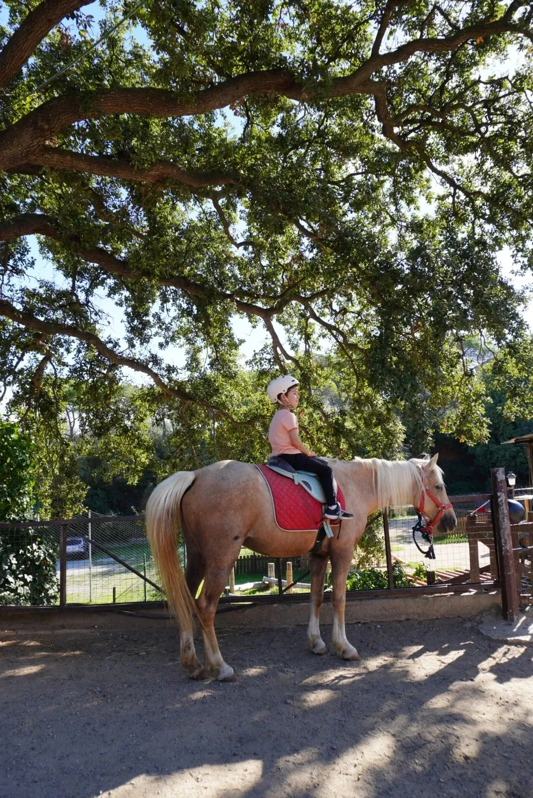 volta en poni