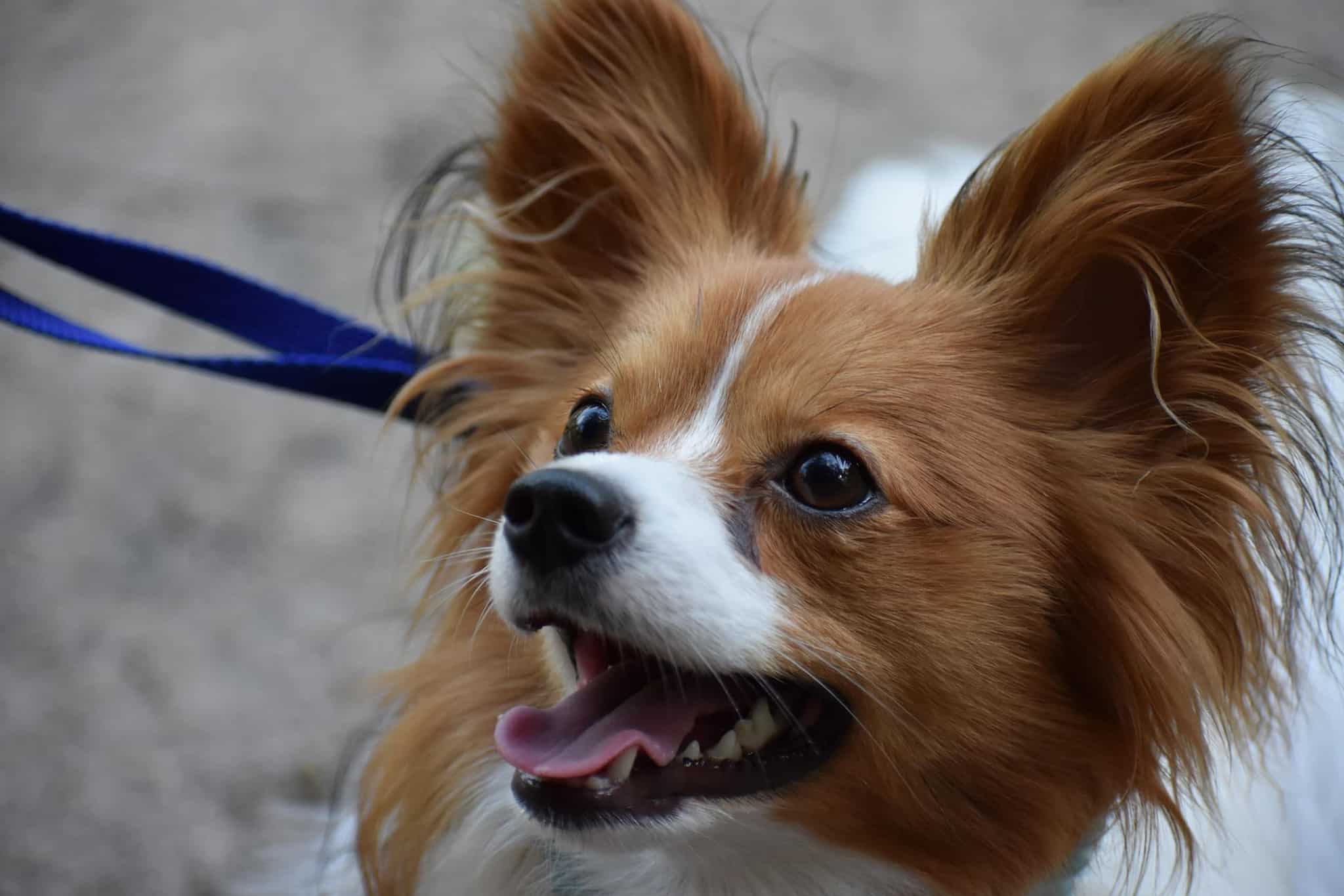 A Papillon is looking up and smiling. It has a blue leash.