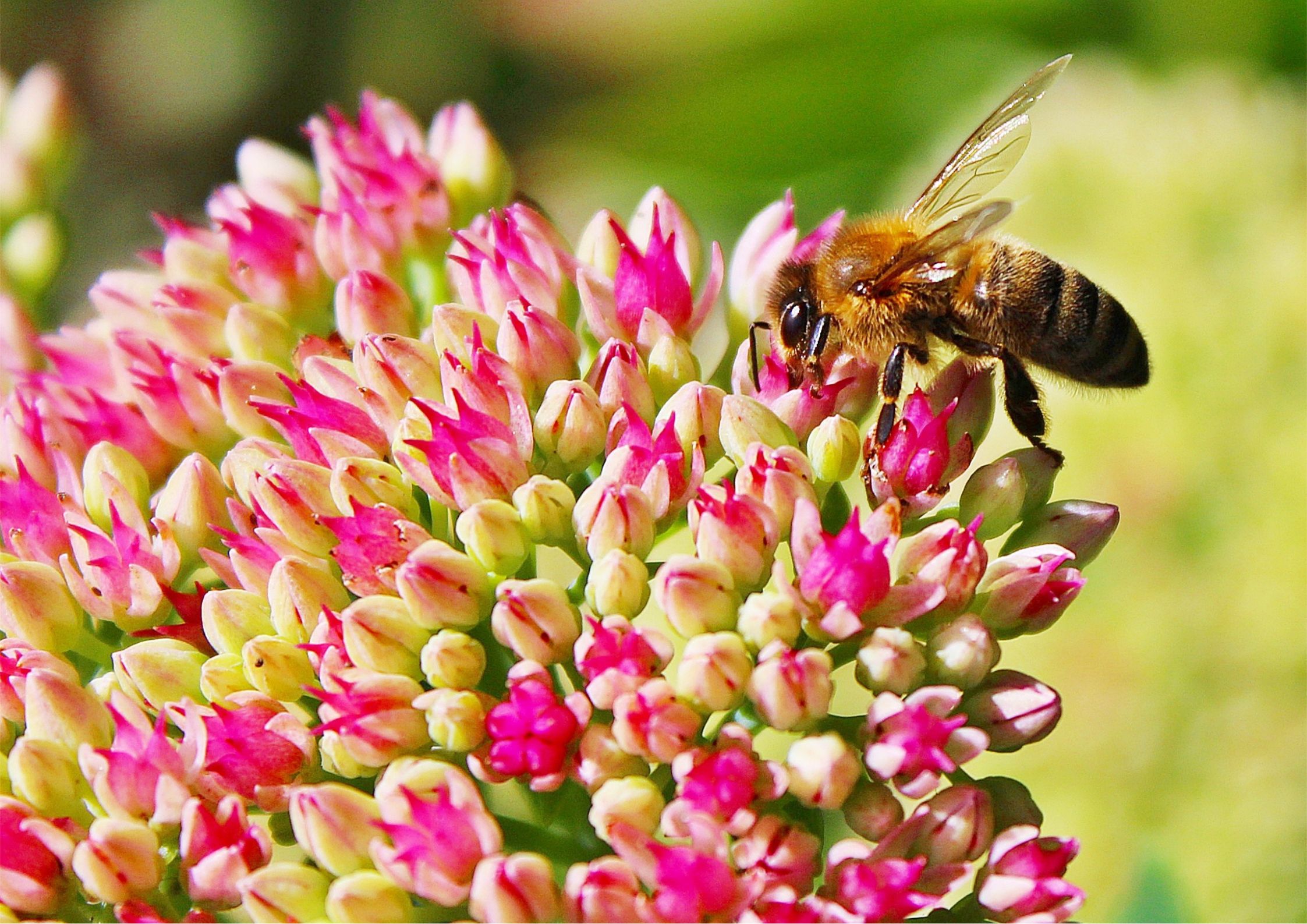 Abejas polinizando flores en jardín ecológico