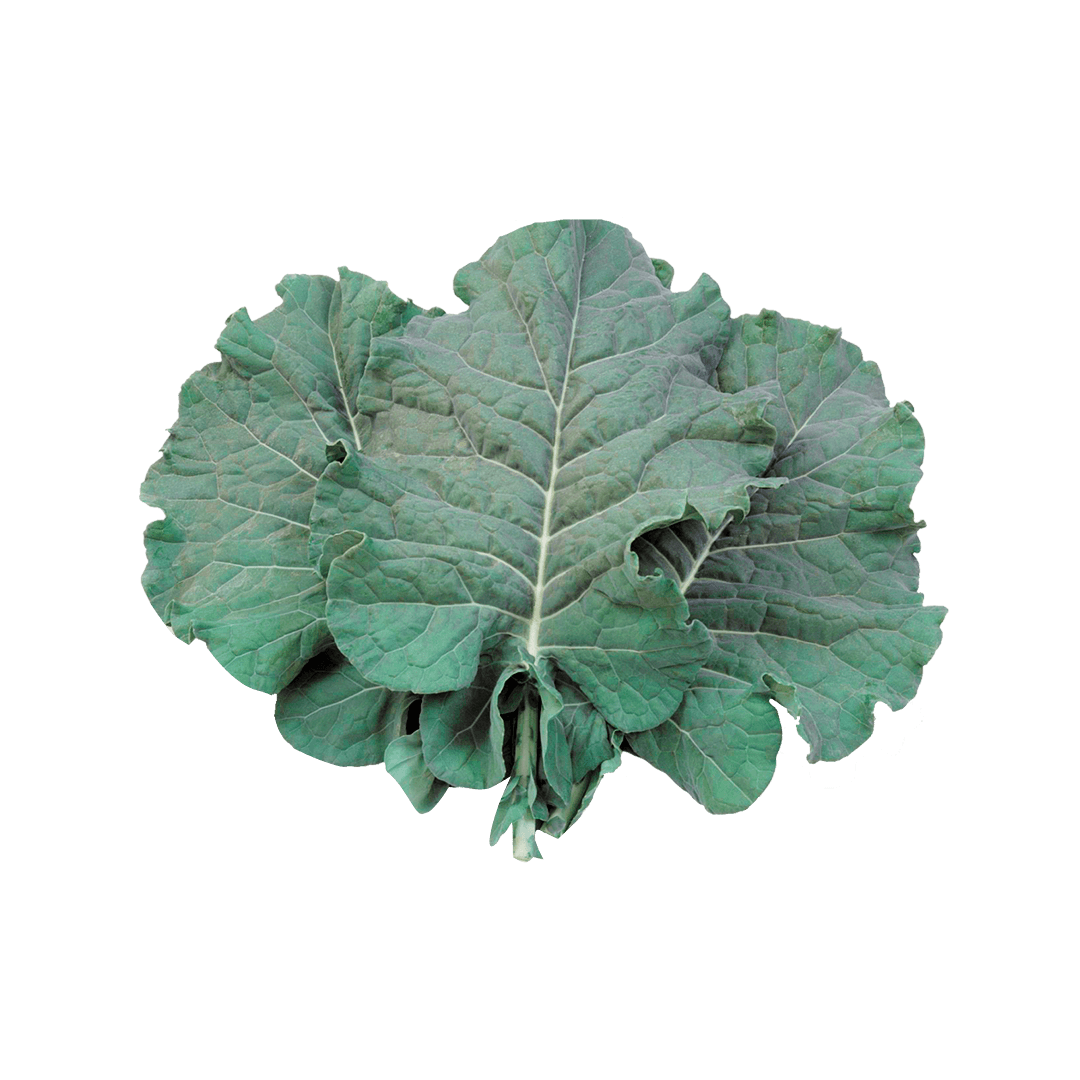 couve-manteiga-georgia