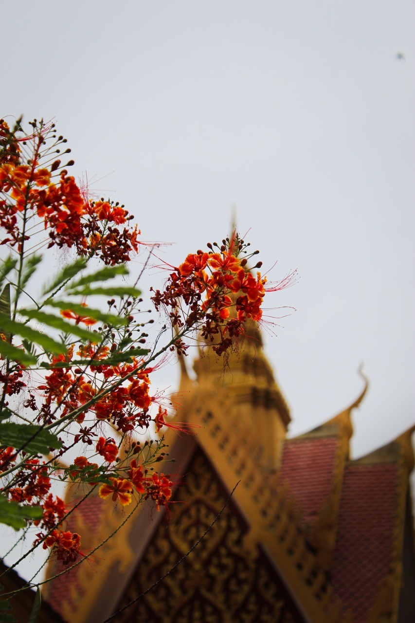 close-up van bloemen met een tempel op de achtergrond