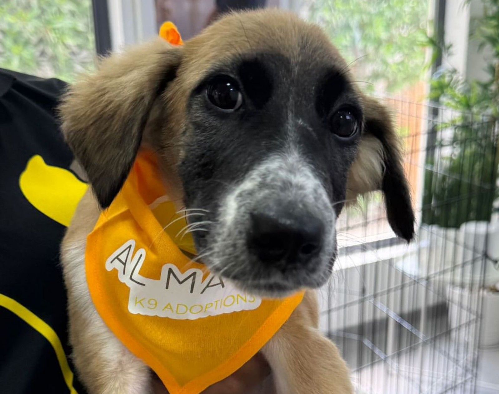 A dog is wearing a bib from Al Mayya K9 Adoptions.