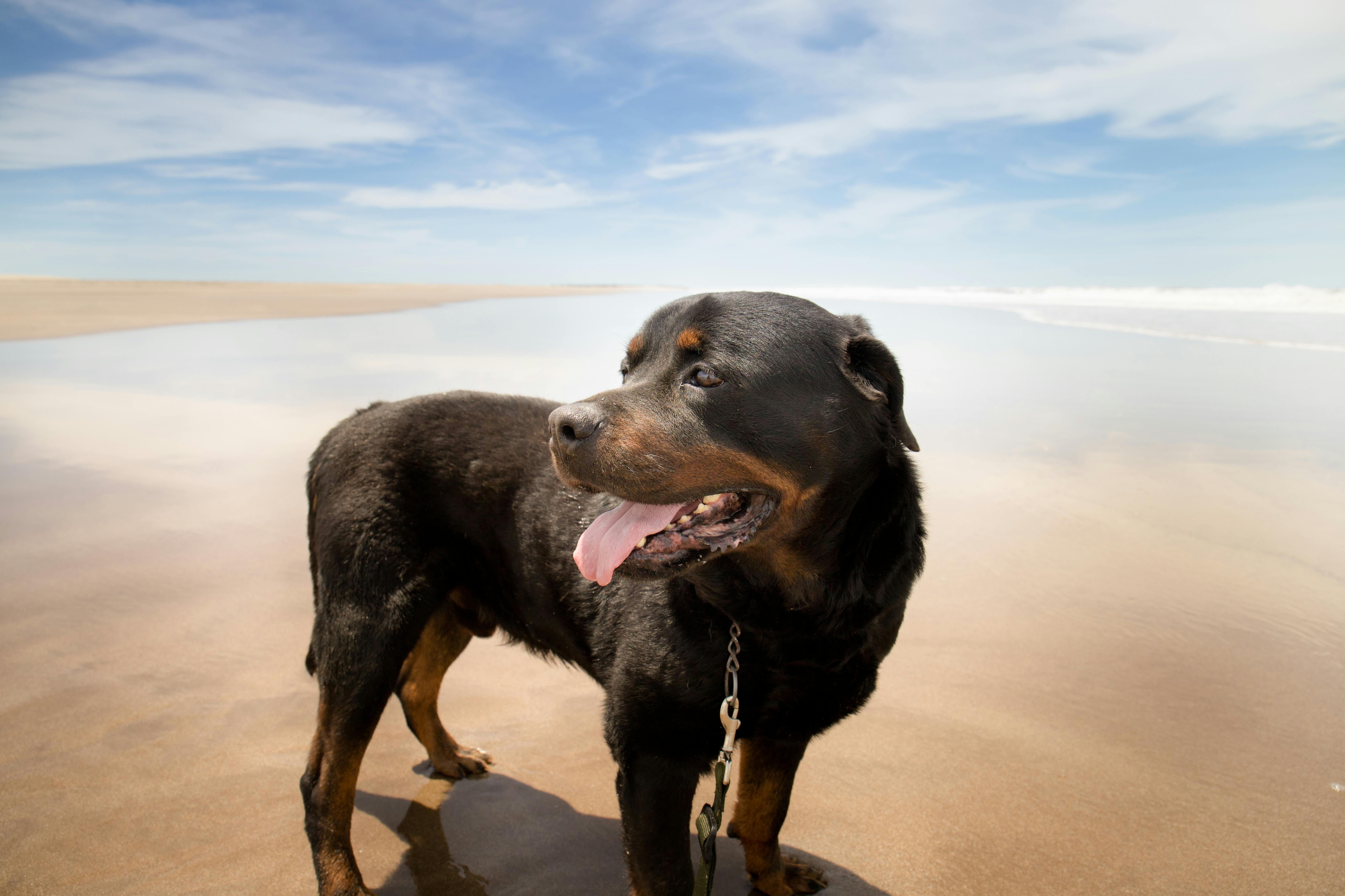 un perro caminando por la playa con el cielo de fondo