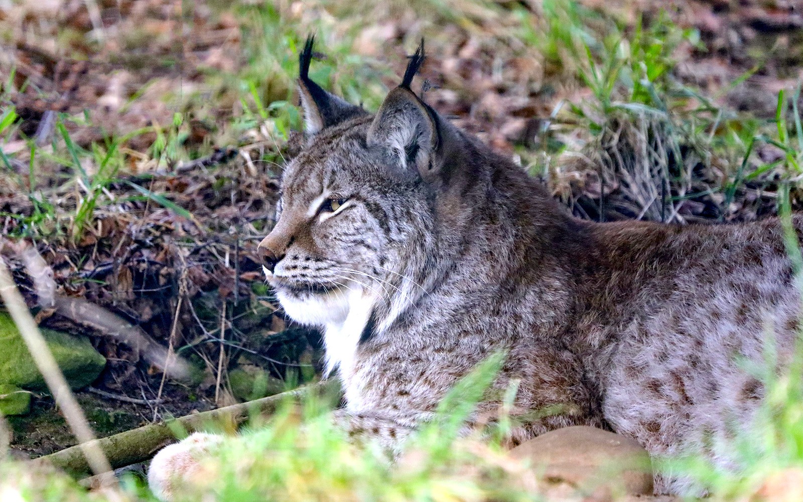 Eurasian lynx resting on a rock inside Highland Wildlife Park, Scotland.