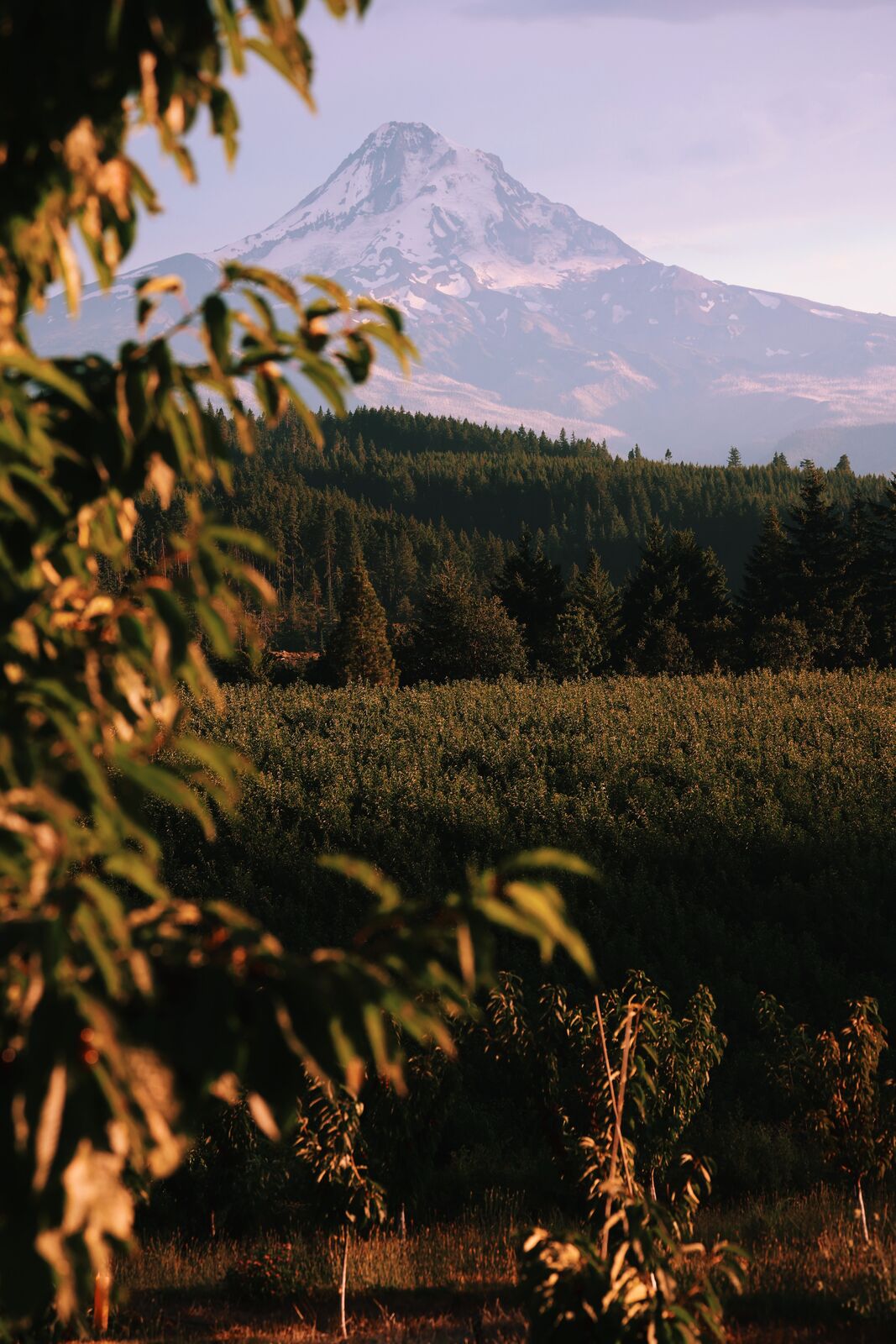 Hood River Cherry Co, Mt. Hood above the orchard in low sun
