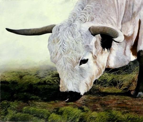 'Dougie' White Park Bull print by Andrew Evans