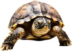An image of a turtle.