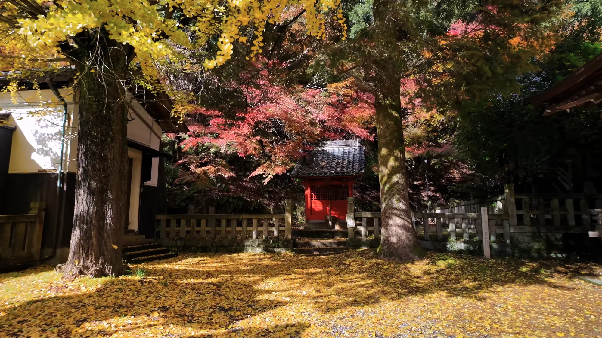Maple in full autumn colour beside a stone path at Onsenji temple above Kinosaki.