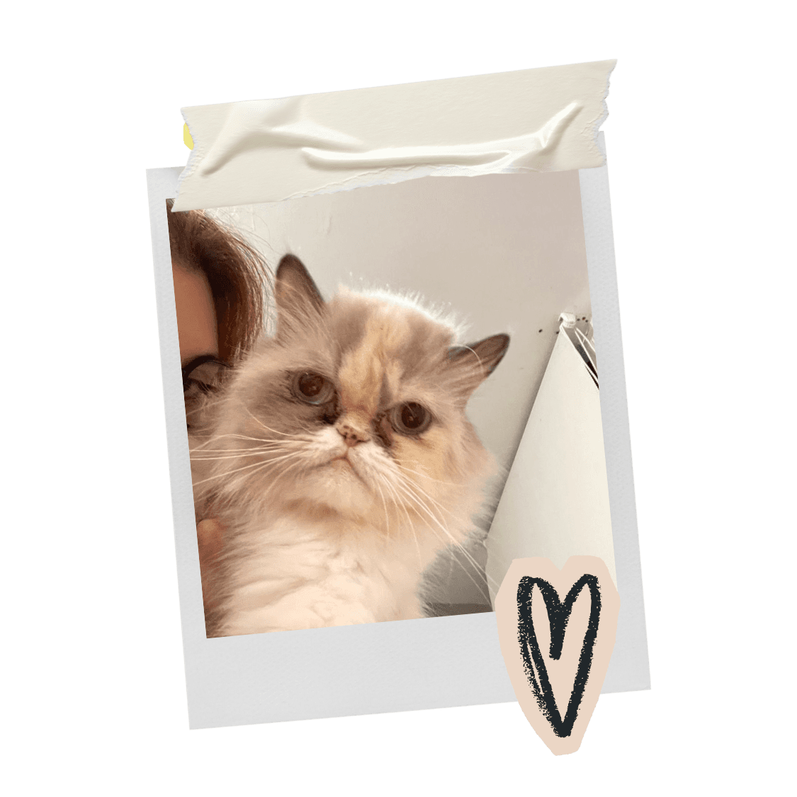 A view from an airplane window shows the aircraft's wing with a golden hue reflecting the setting sun, against a serene backdrop of fluffy clouds and a clear sky.