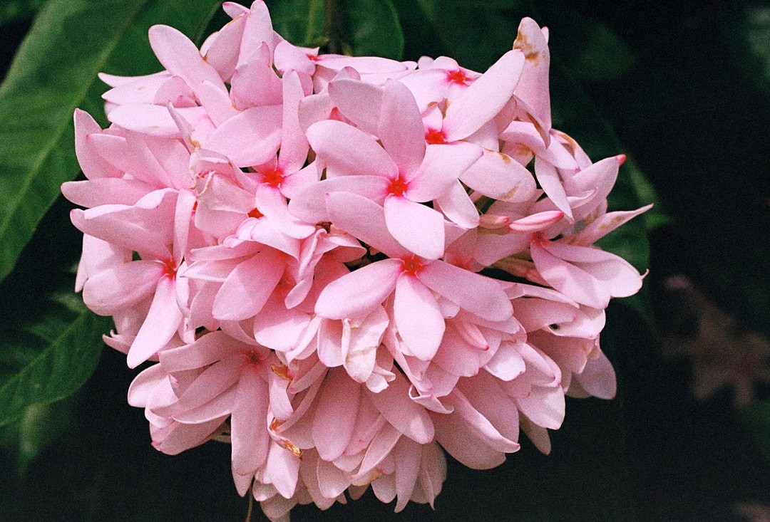 SEO can be a beautiful thing if you let it grow!