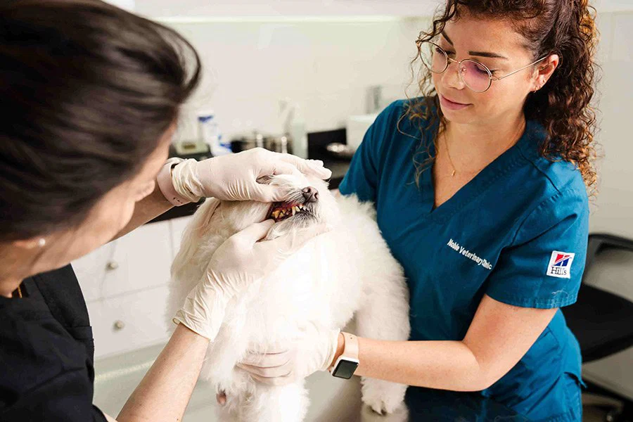A veterinarian is holding a white dog while another is holding the mouth to check the gums.