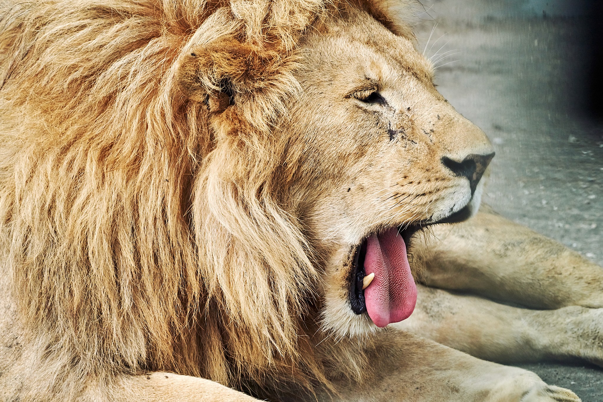 Närbild på en vuxen hanlejon som gäspar i Serengeti, med tydliga manstrån och detaljer i ansiktet.