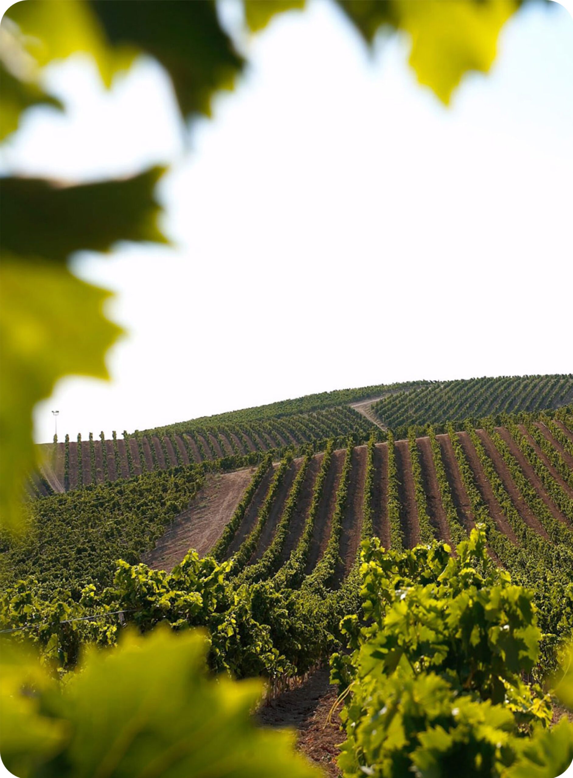 Green vineyards with a wide view of grape fields and natural landscape.