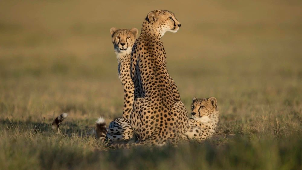 Aurevia Images