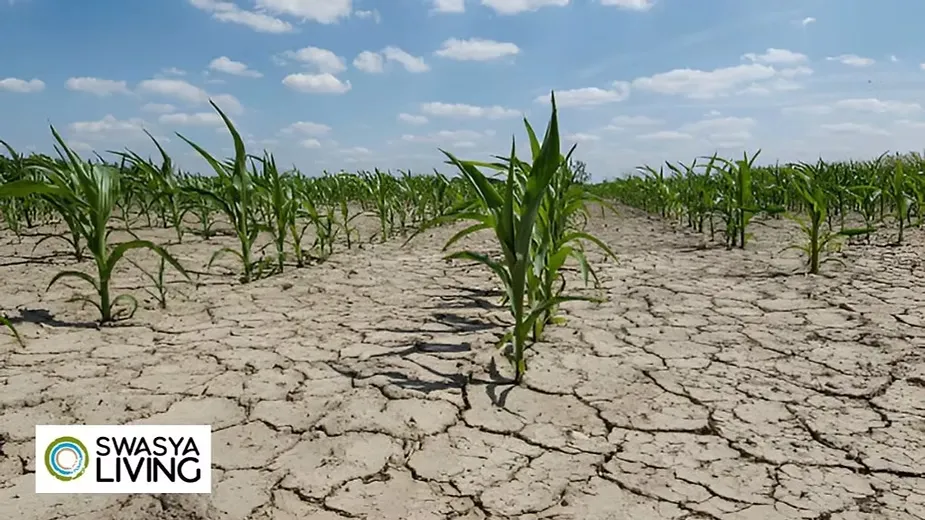 Understand Dryland Farming