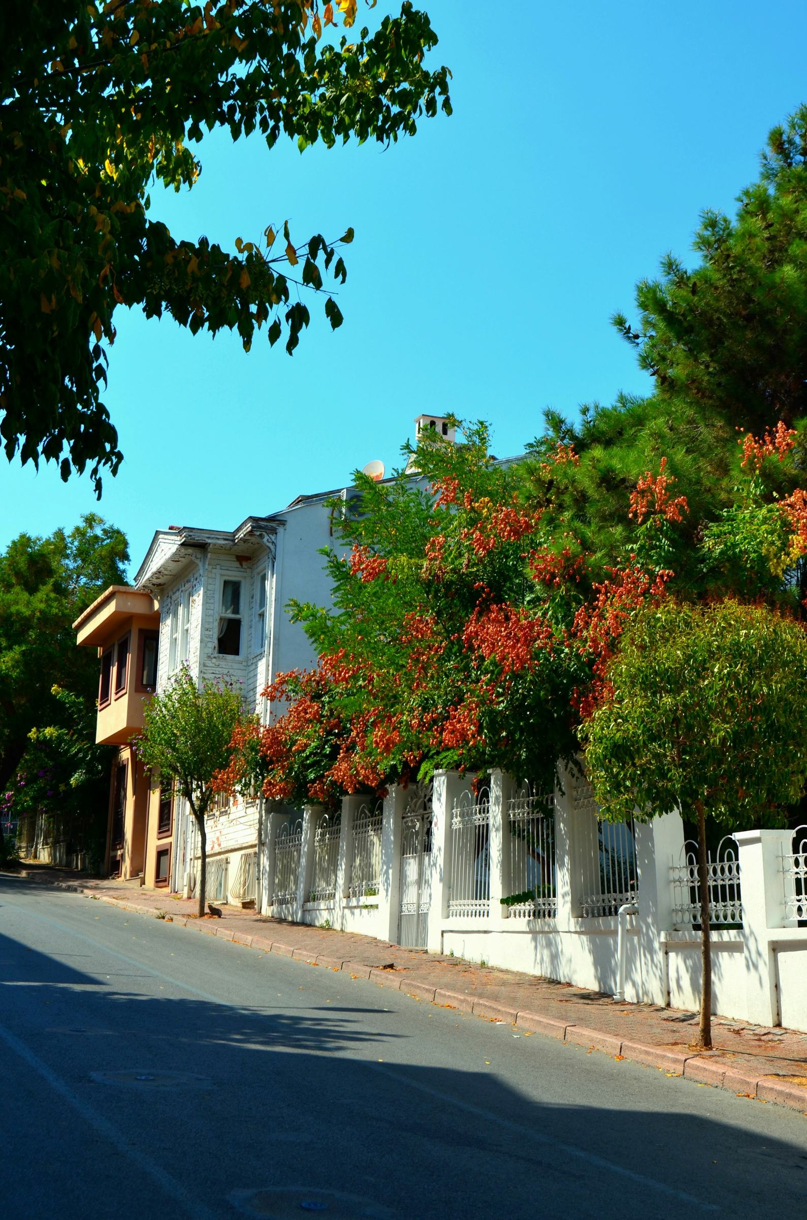 Quiet residential street with flowering trees and white houses