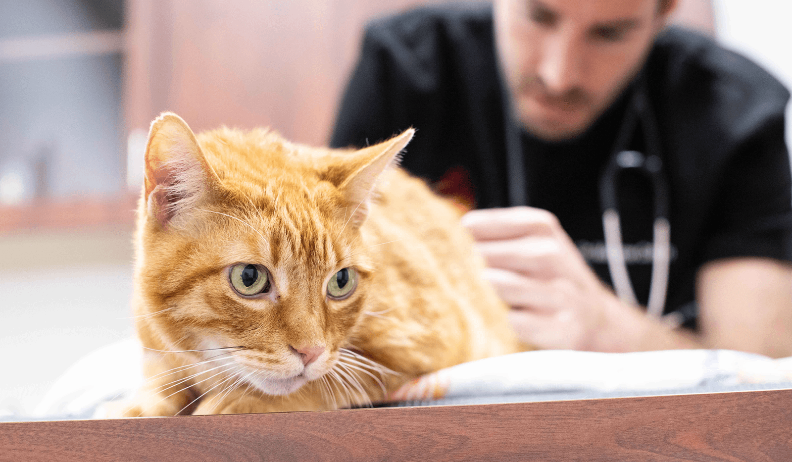Happy dog with a ball running in a park
