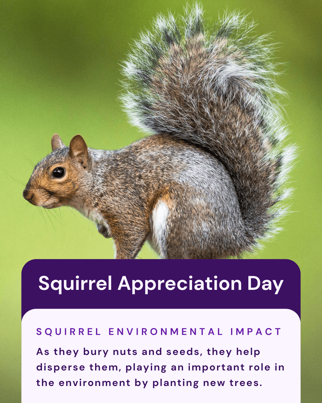 Squirrel Appreciation Day