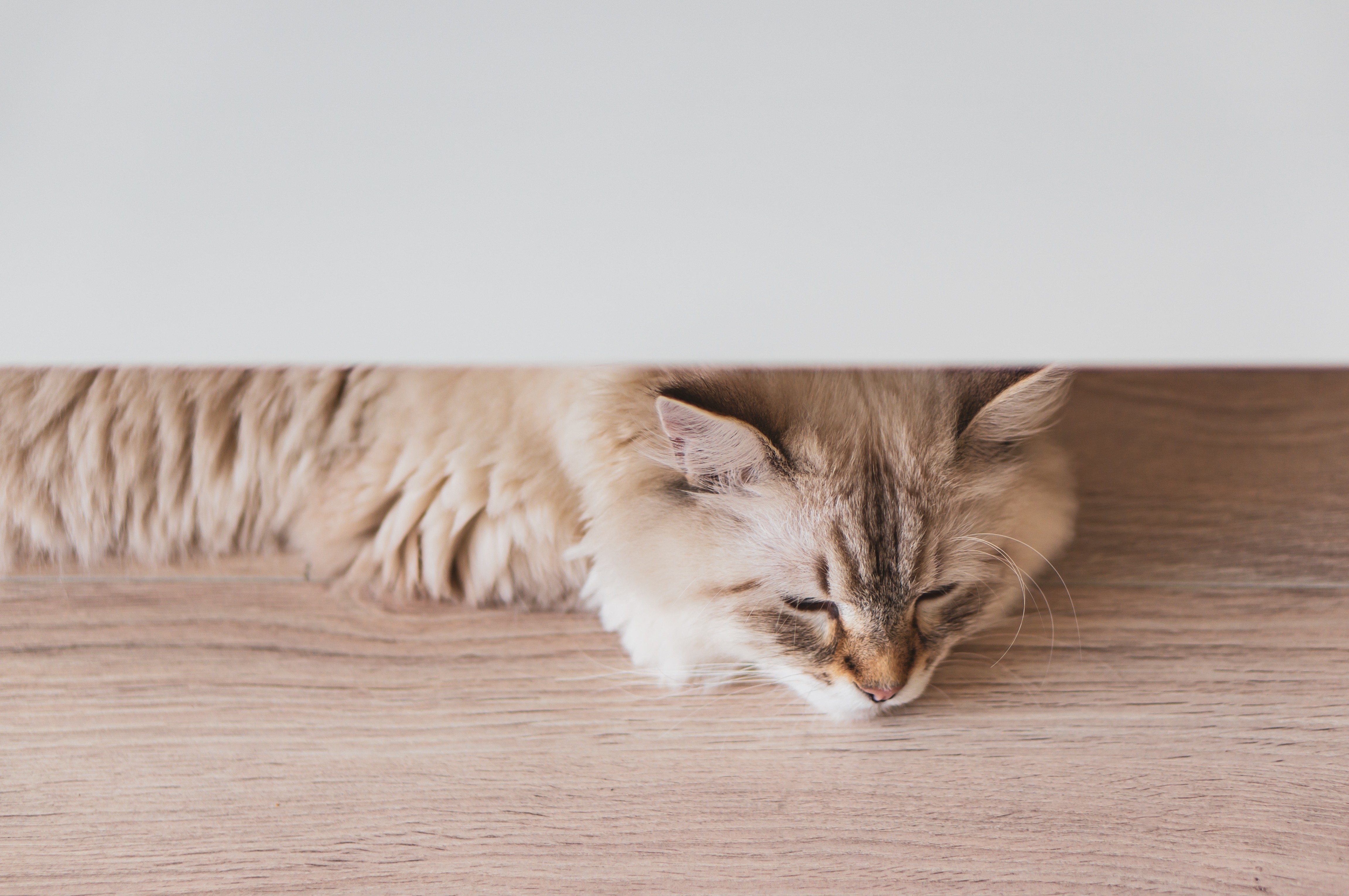 Cat sleeping under furniture on a cool timber-style floor in a Brisbane home, staying comfortable and calm on warm Queensland days.