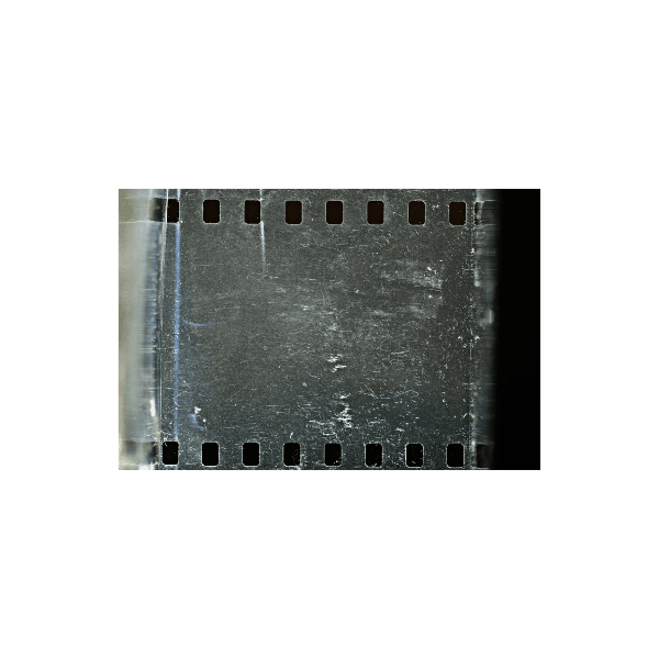 A tan sighthound stands in a grassy field.