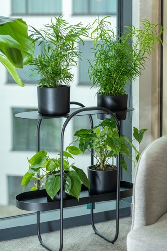 projektowanie zielonych ścian