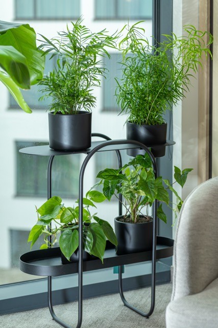 projektowanie zielonych ścian