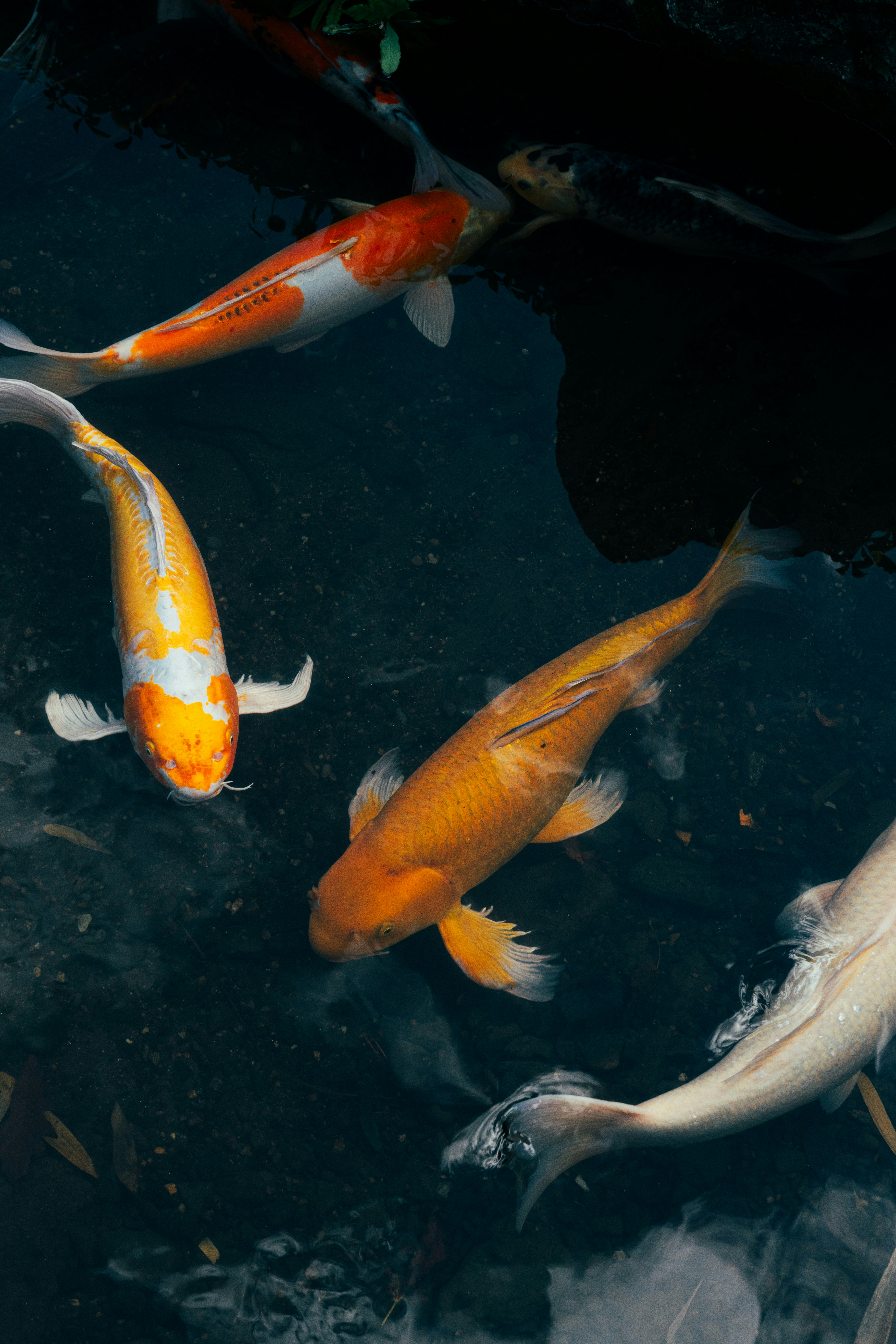 Four colorful koi fish swim in dark water.