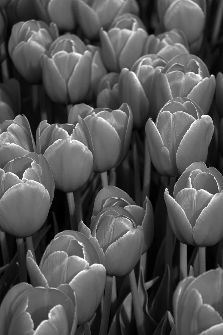 Fly by private jet to Albania beautiful bridge - Lake Ohrid Dinaric peaks