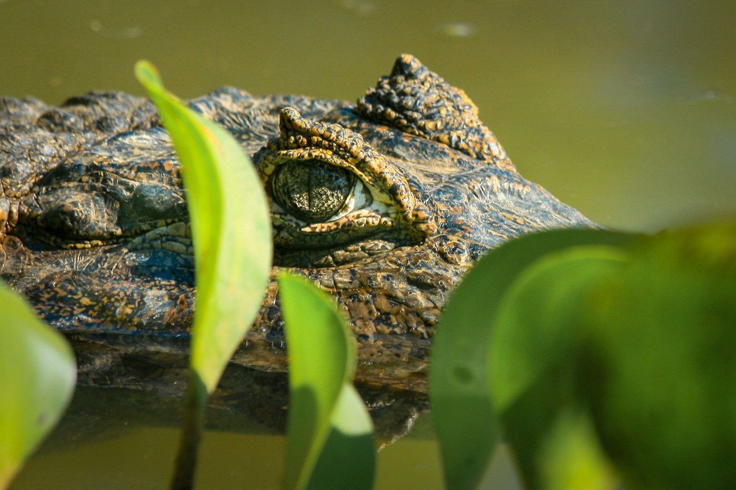 Close-up of a crocodile’s eye and head partially submerged in greenish water, with leaves in the foreground.Nahaufnahme eines Krokodilkopfes mit sichtbarem Auge, teilweise im grünlichen Wasser, mit Blättern im Vordergrund. Pantanal.