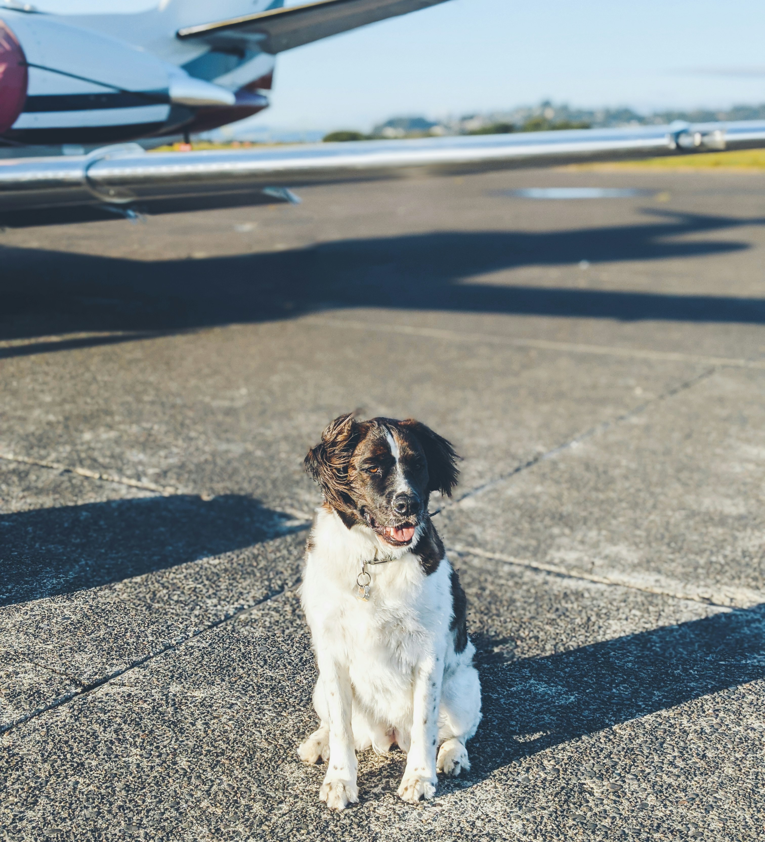 Dog sitting on runway by an airplane