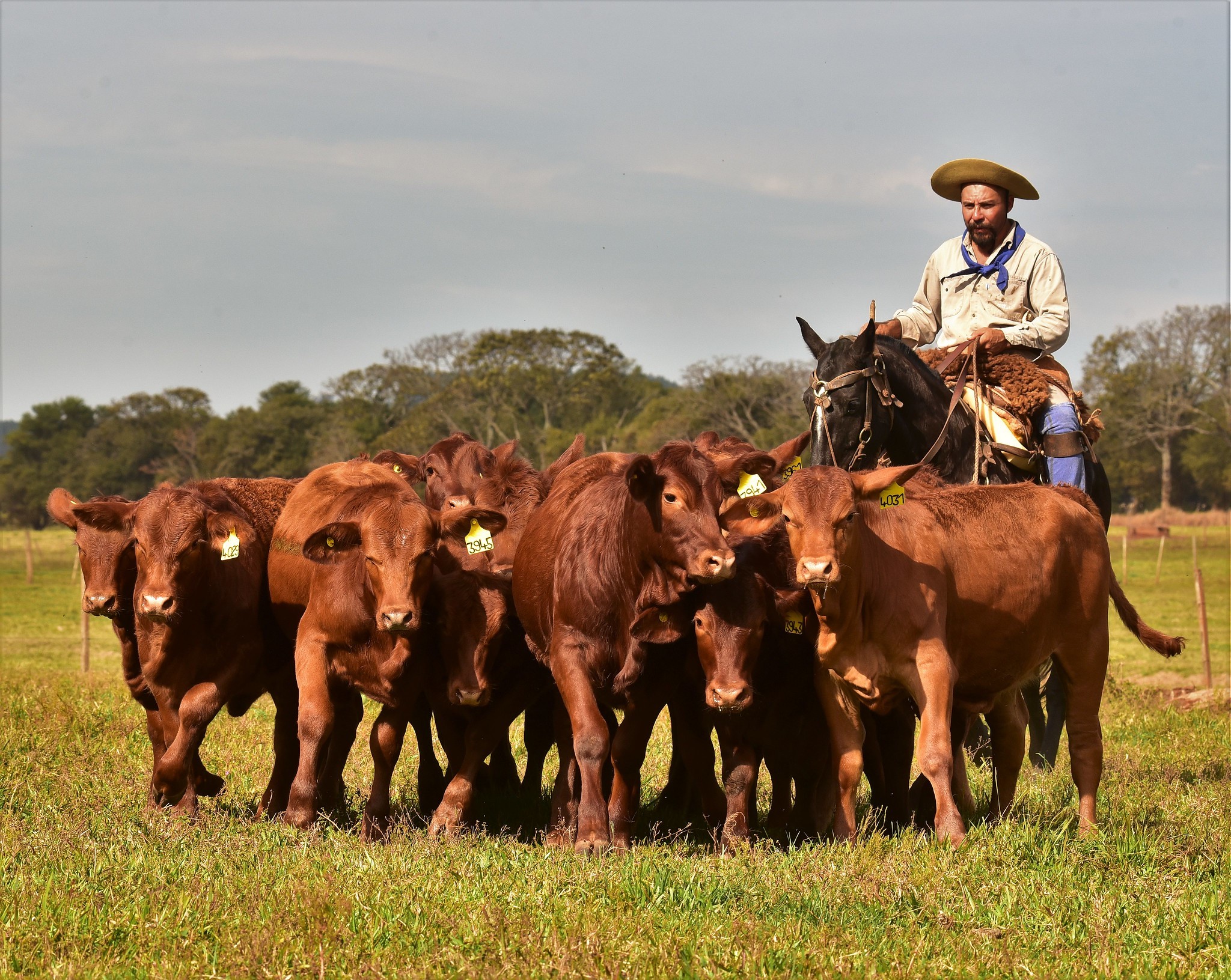 rodeo puro controlado