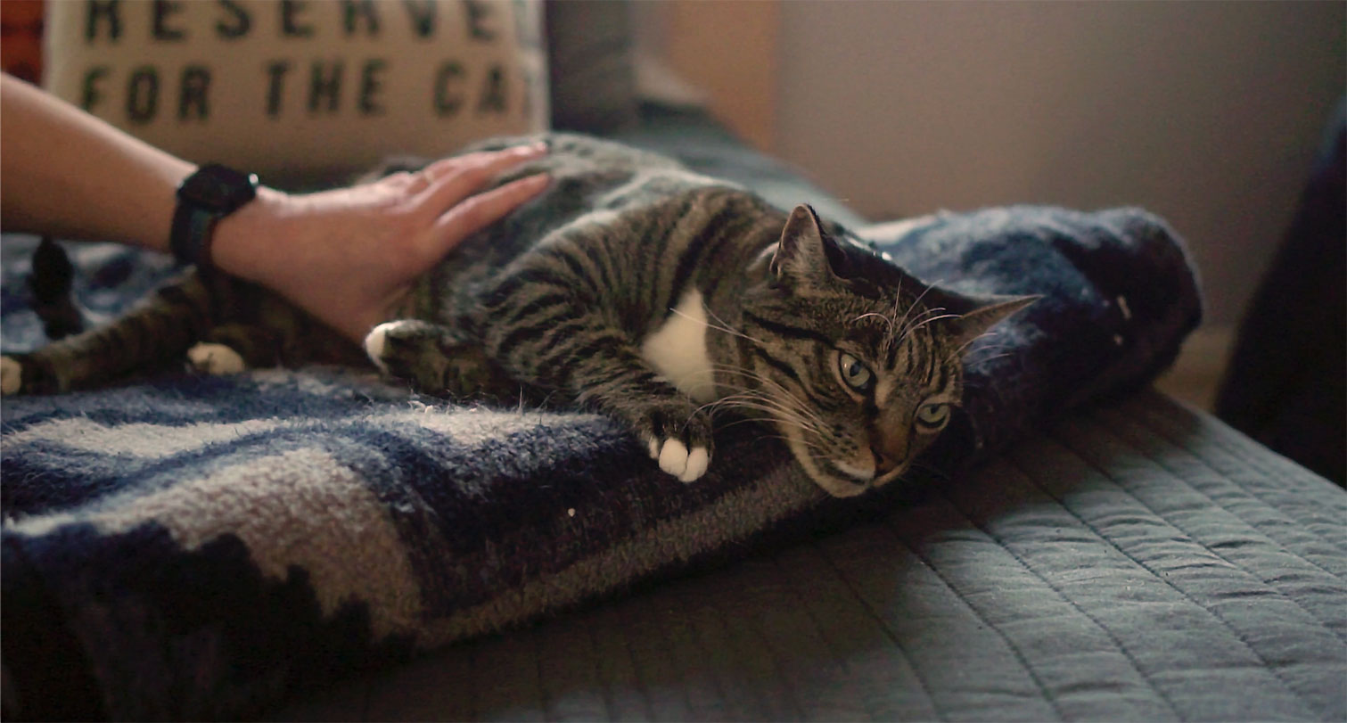 Blinkstorm-Creative-Non-Profit-Video-Production_Brain-Tumor-Society_Cat