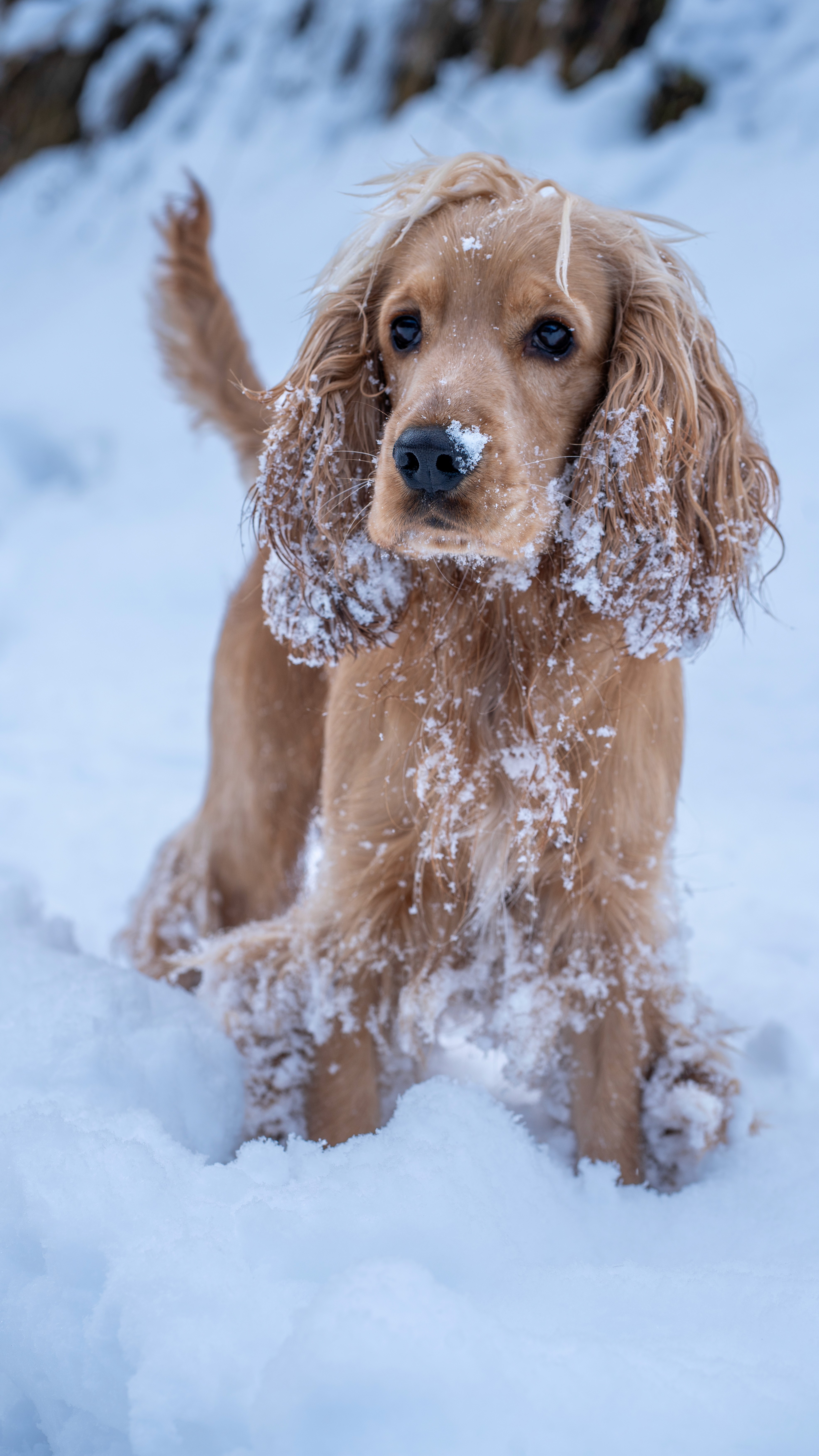 Cocker Spaniel