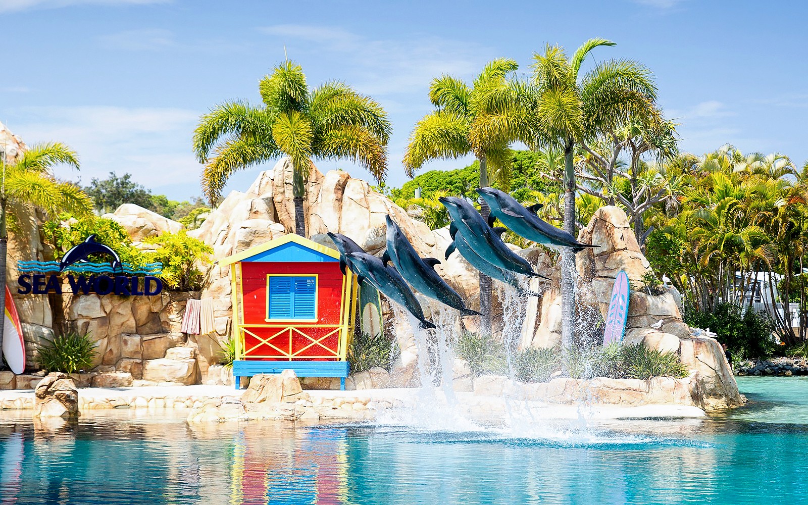 Dolphins leaping at Sea World, Gold Coast, with colorful hut and palm trees in the background.