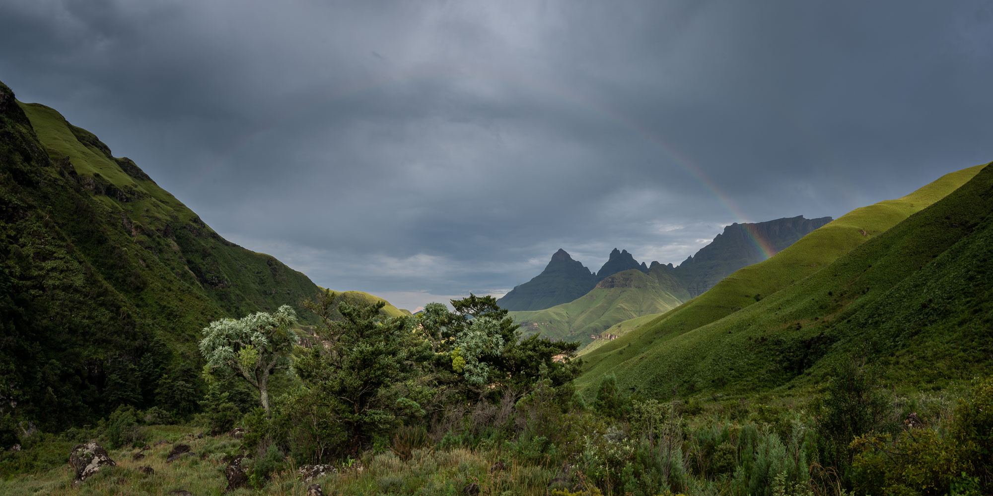 Two quivertrees stand against a dramatic sky at sunset, surrounded by rocky terrain and scattered desert vegetation