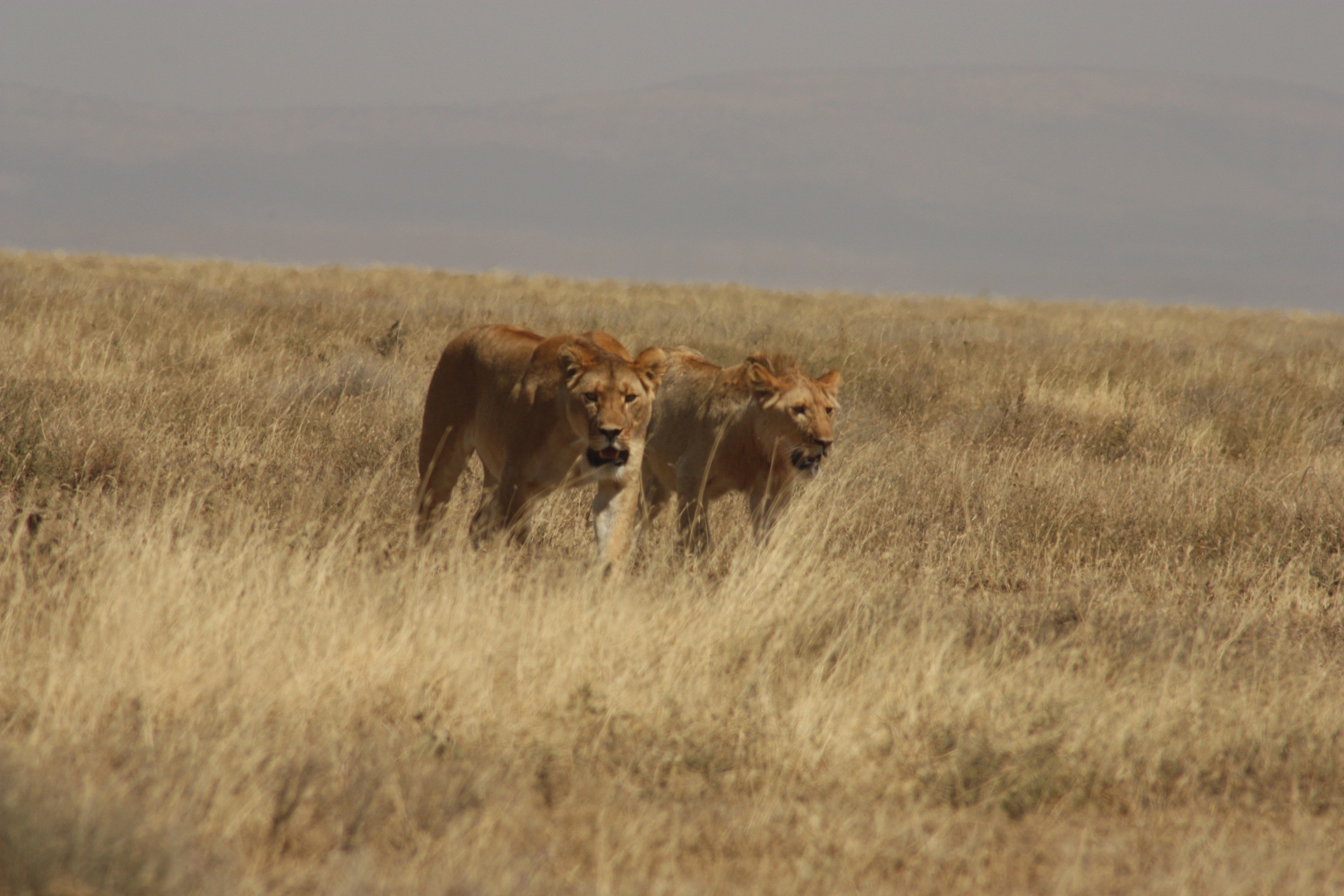 Leeuwen in Serengeti, Tanzania - Kembe Safari.
