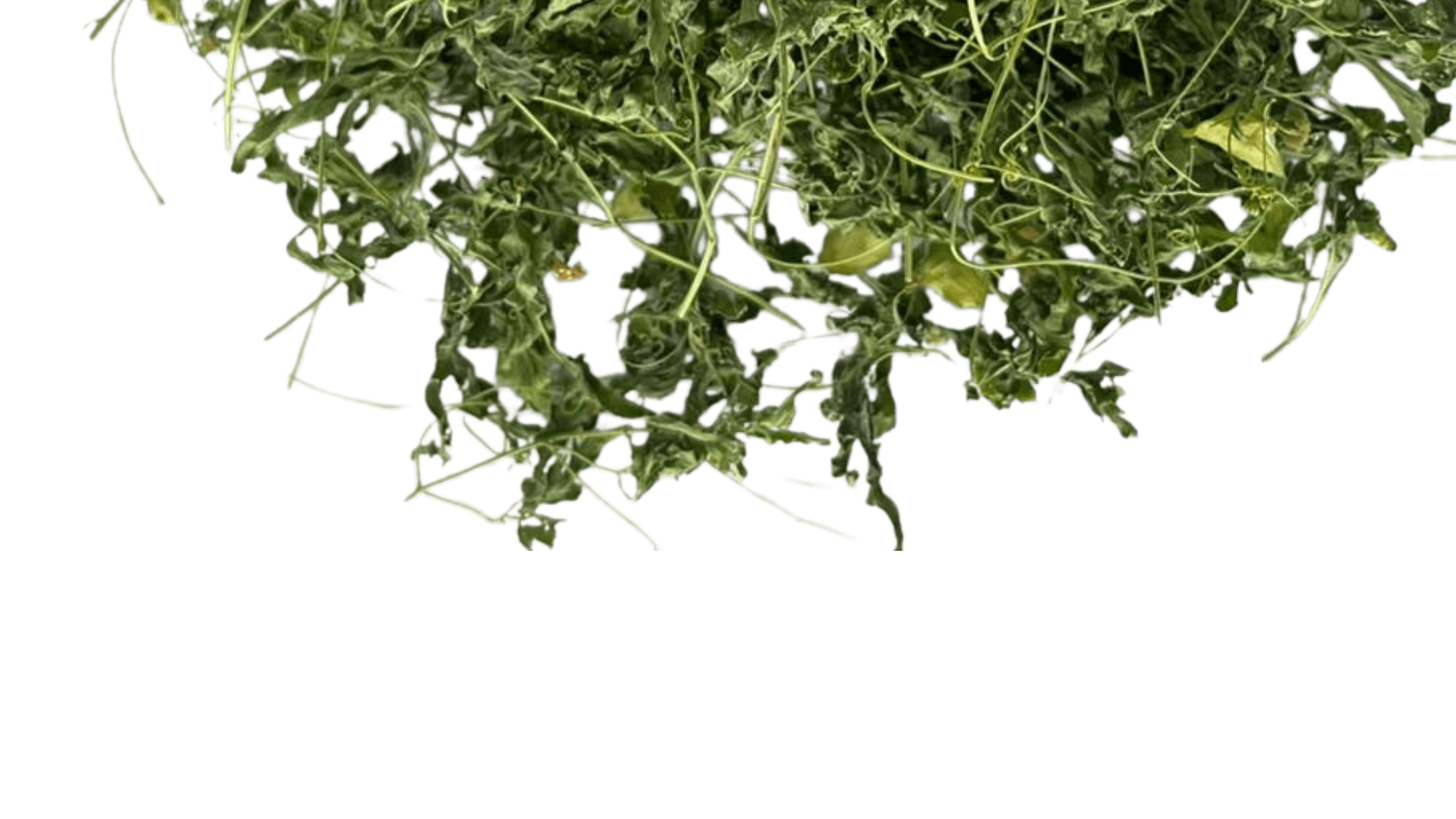 Vaelpenela Leaf Blog