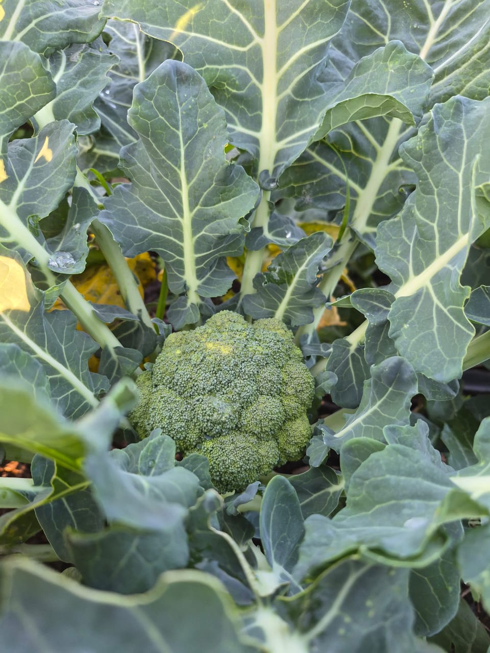 How to plan your growing for next season (Part 1)
