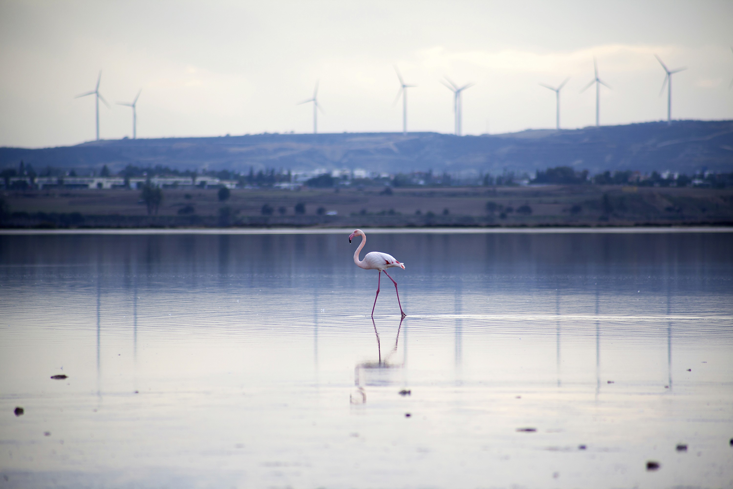 National Geographic Photography Award - Flamingo in the Salt Lake of Larnaca, Cyprus