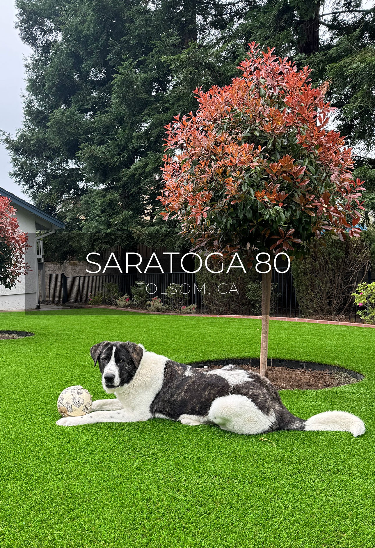 Thanks to AGL Grass North, a big shaggy dog guards his chewed-up toy ball while lounging atop Saratoga 60 artificial turf in Folsom, CA. 