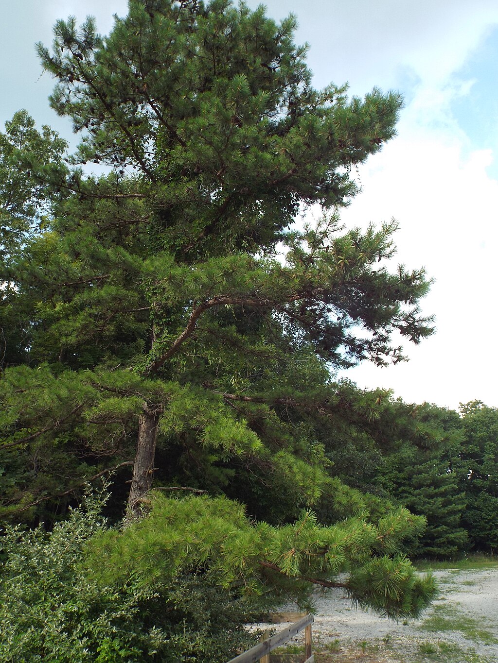 Hummingbird moth with bee balm blossom