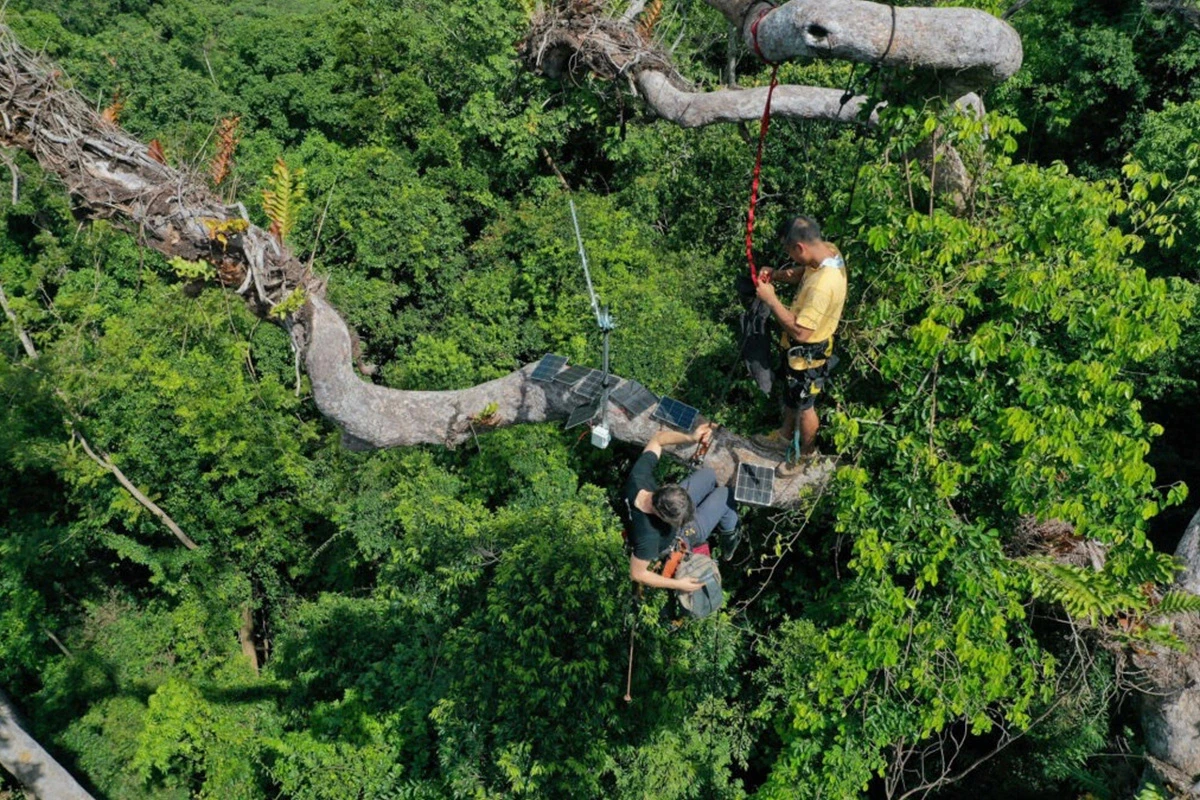 pile of leafed plants