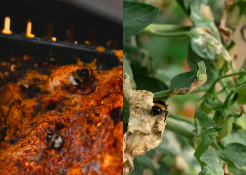 impollinazione da parte dei fuchi nella pianta di pomodoro in fase di crescita