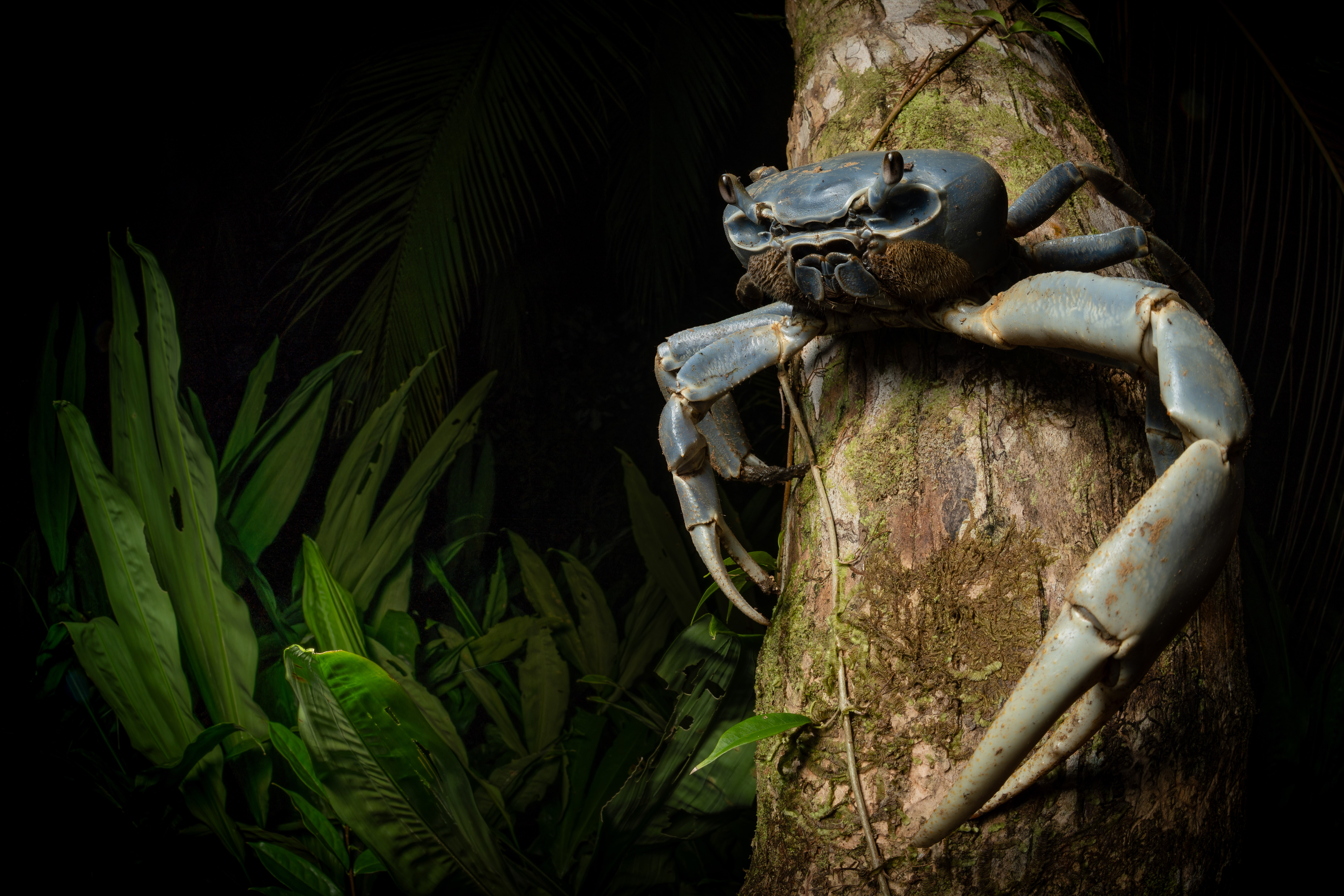 Blue Crab