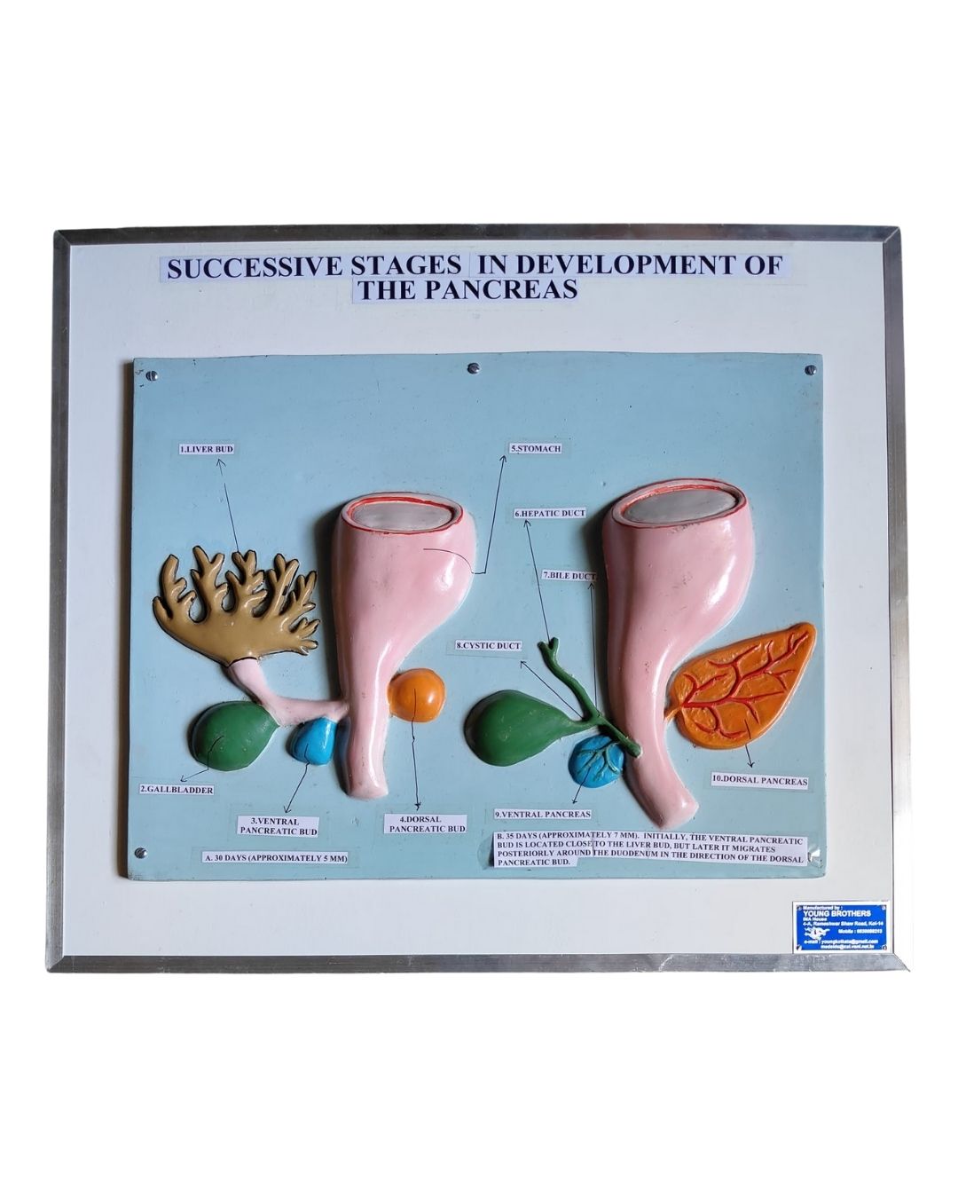 Successive Stages in Development of the Pancreas